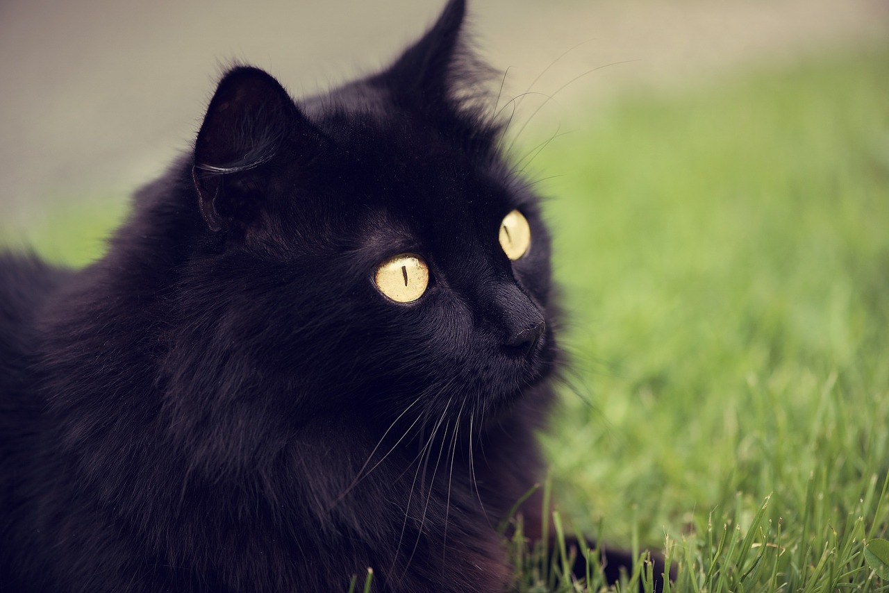 cat black pet free photo