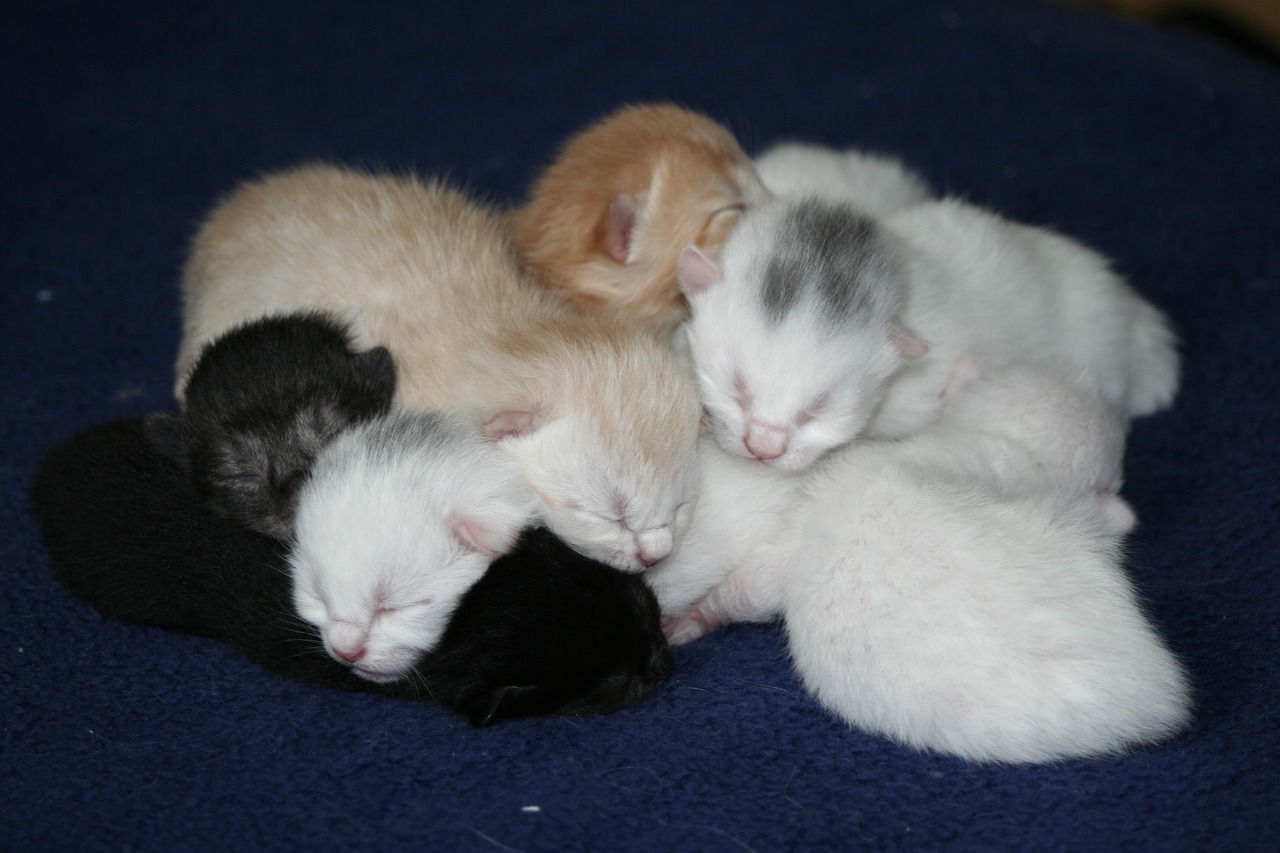 Cat,domestic cats,kitten,baby kitten,baby cats - free image from needpix.com
