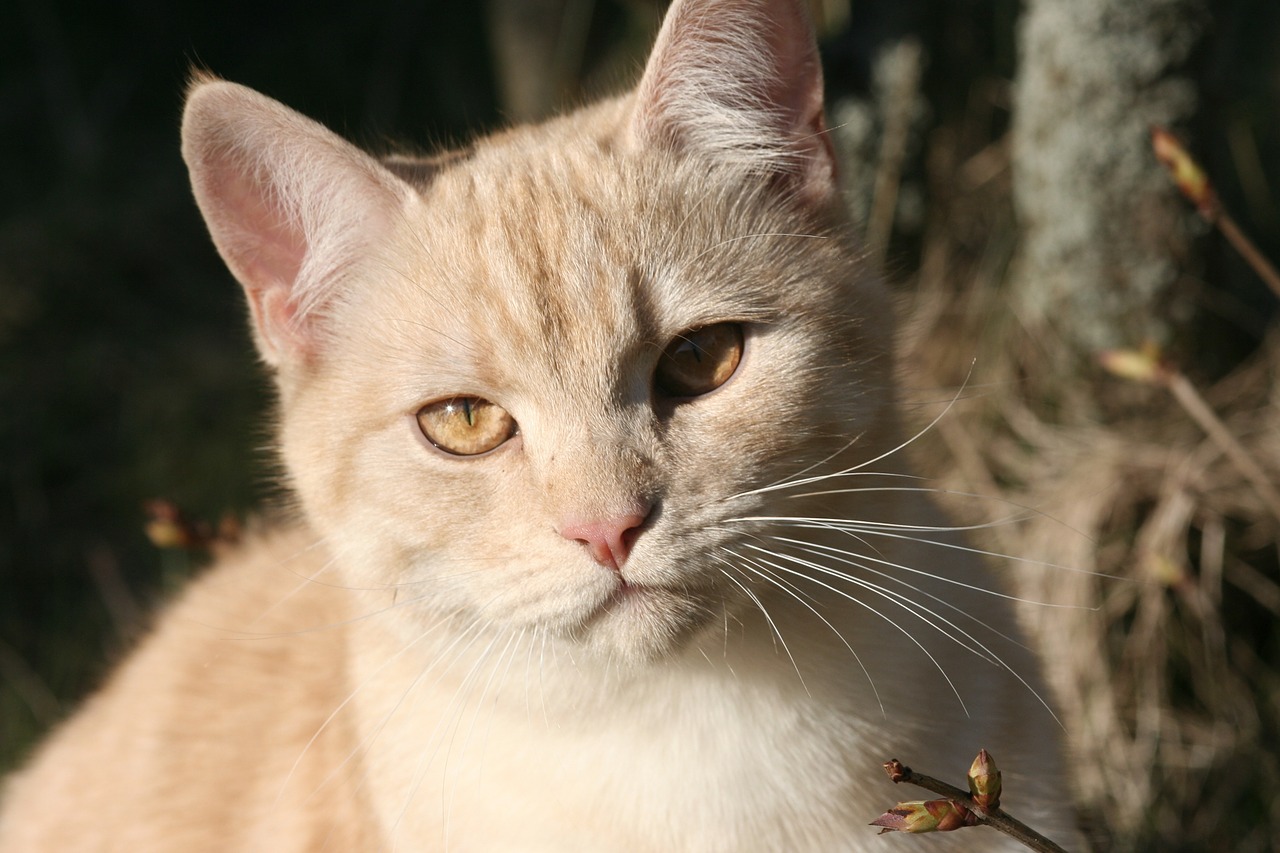 cat domestic cat european shorthair free photo