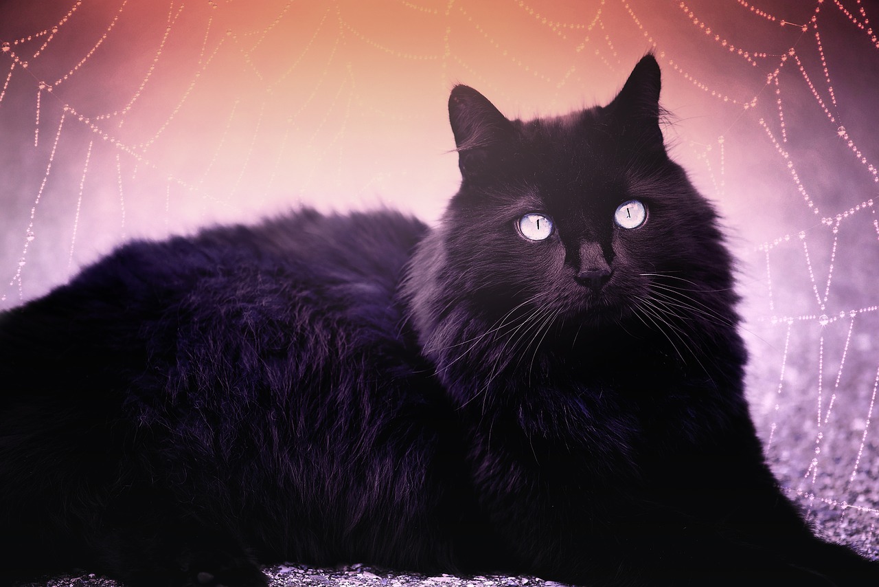 cat black black cat free photo