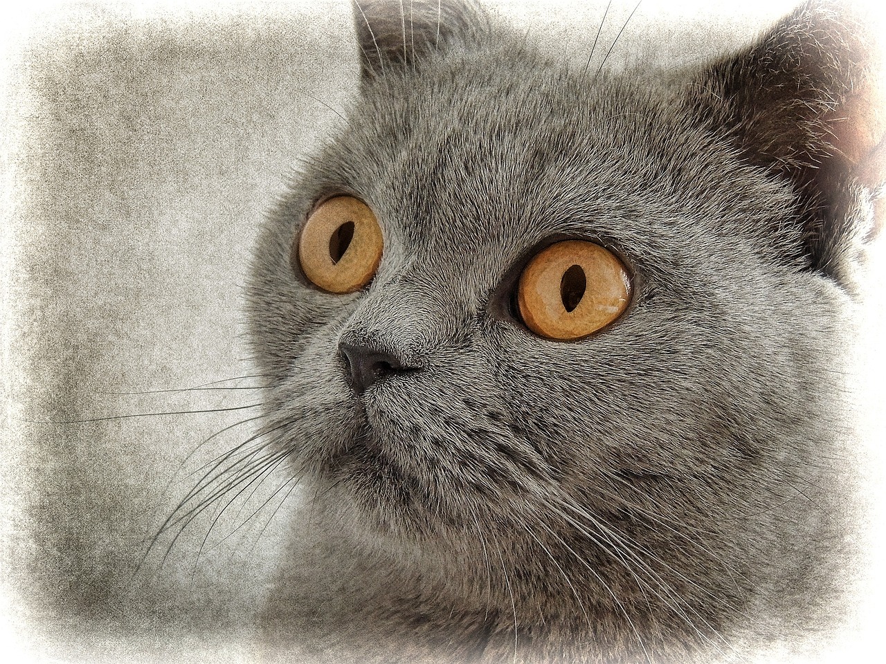 cat cat drawing drawing free photo