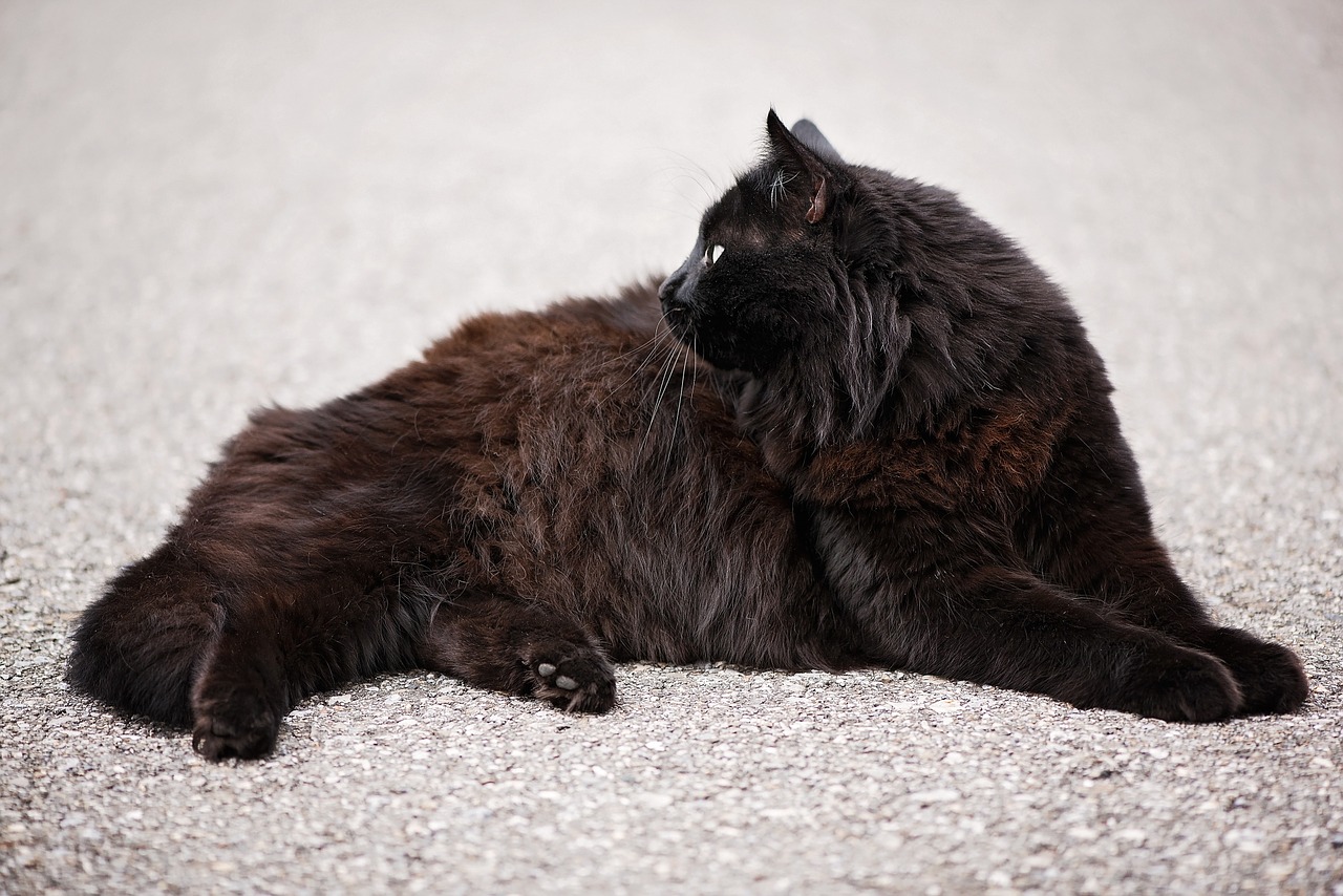 cat angora cat angora free photo