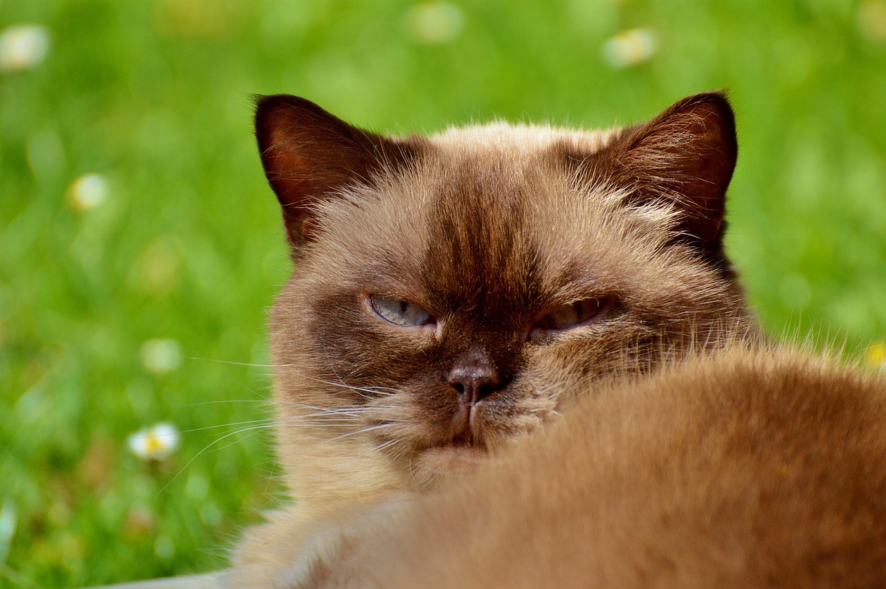 cat british shorthair mieze free photo