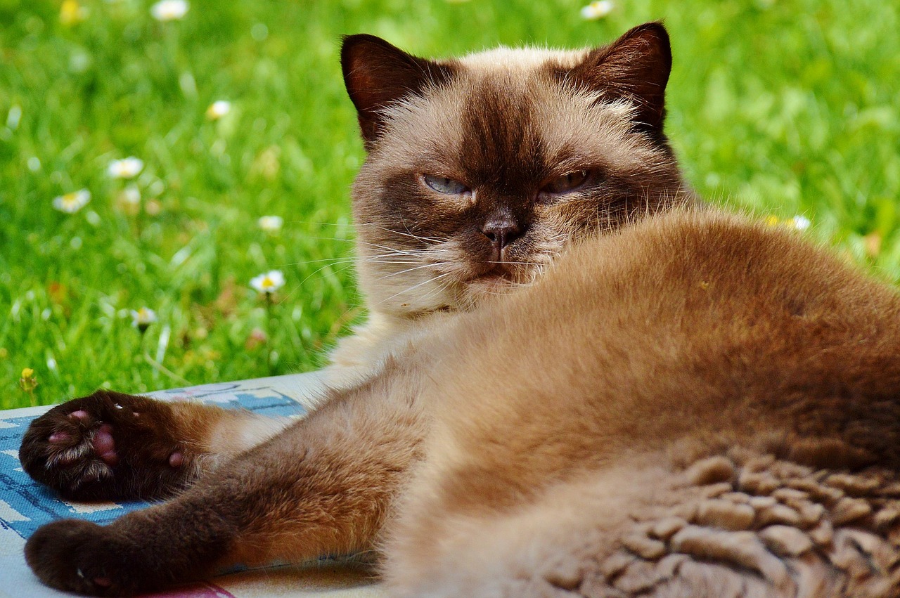 cat british shorthair mieze free photo