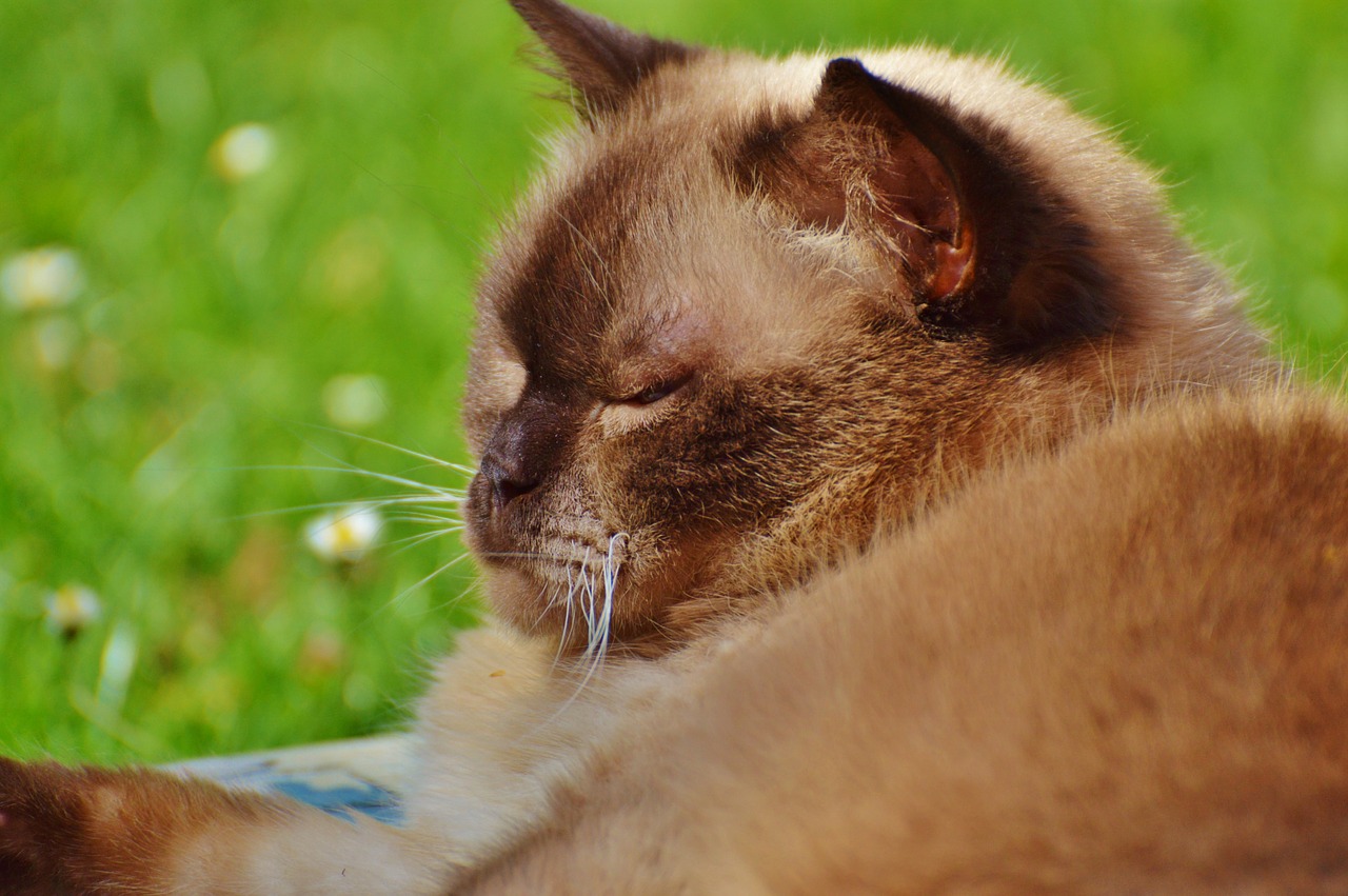 cat british shorthair mieze free photo