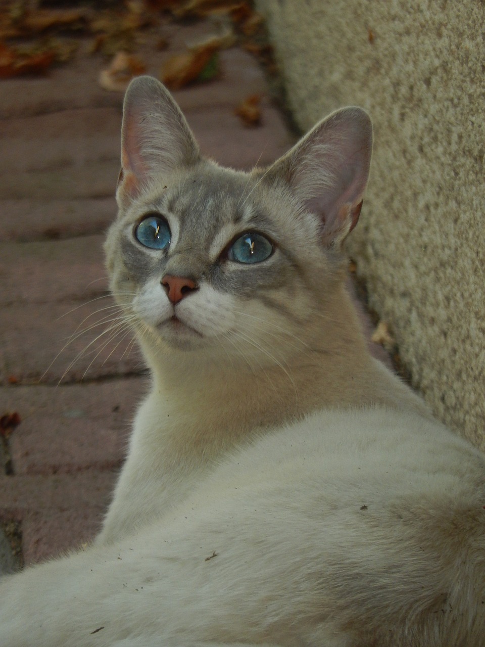 cat blue eyes animal free photo