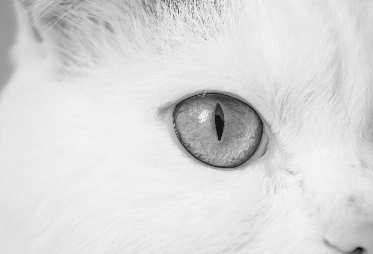cat cat eye eye free photo