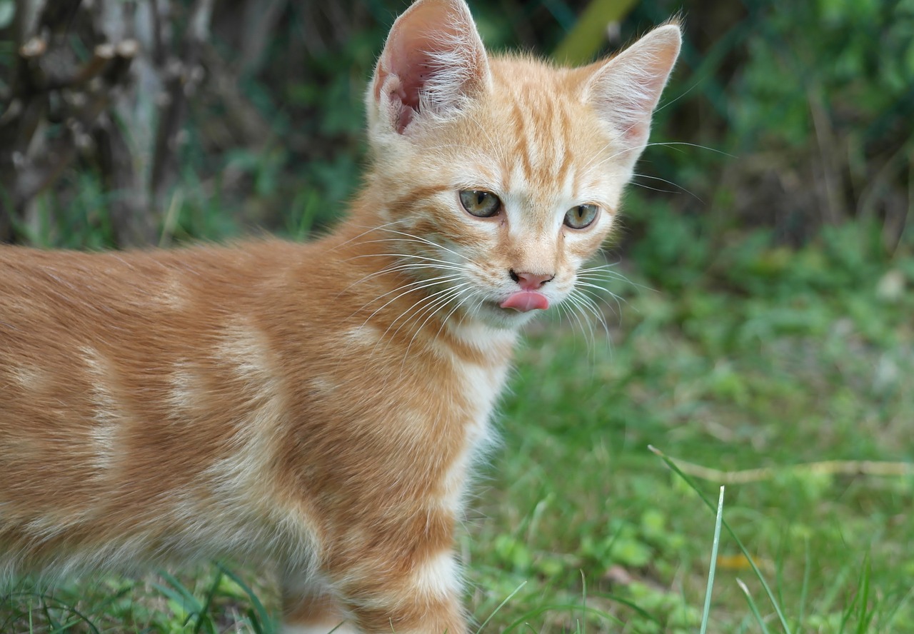 cat domestic cat young cat free photo