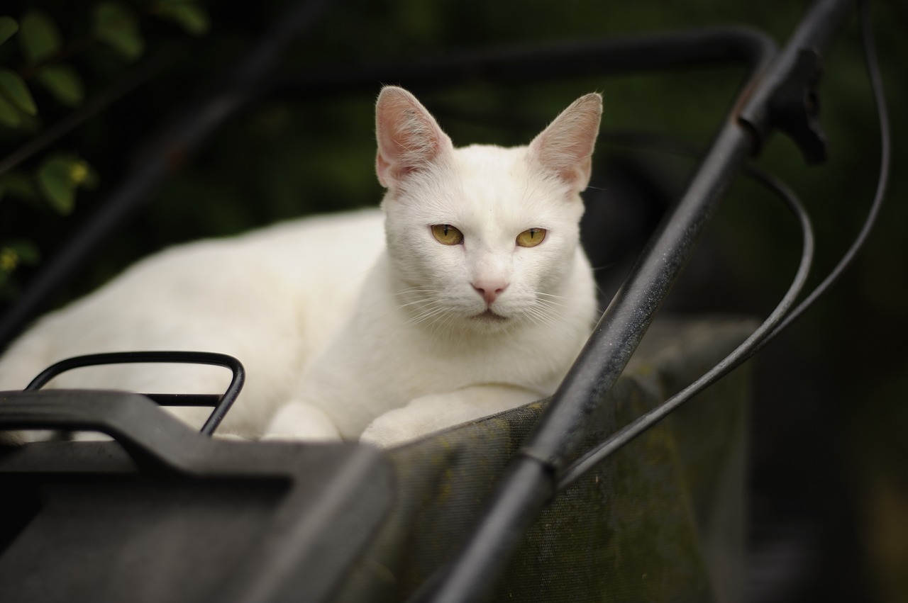 cat white yellow eyes free photo