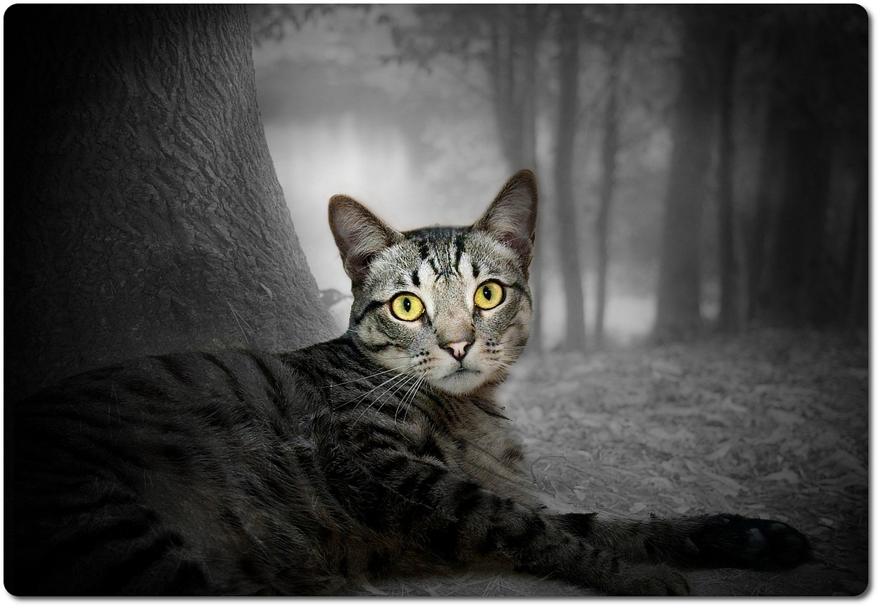 cat forest nature free photo