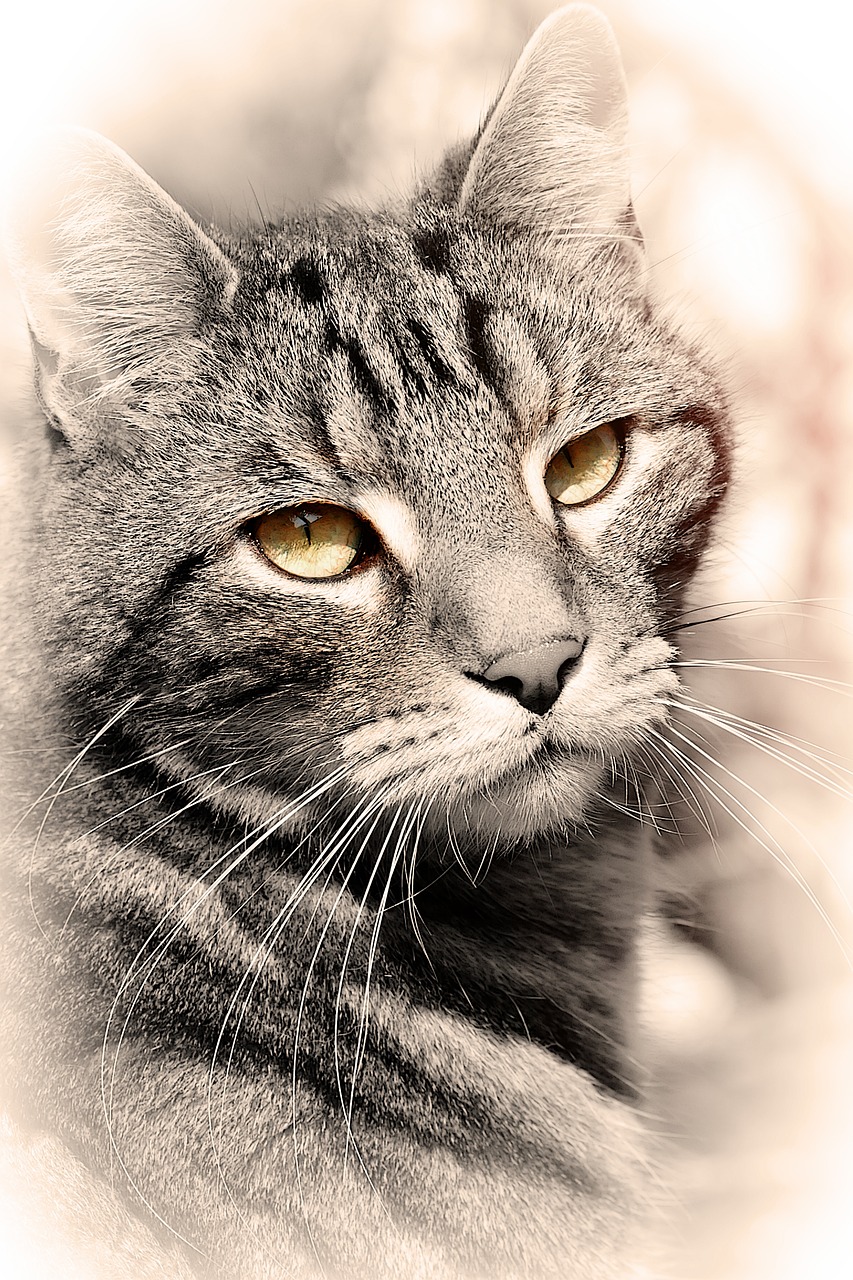 cat animal domestic cat free photo