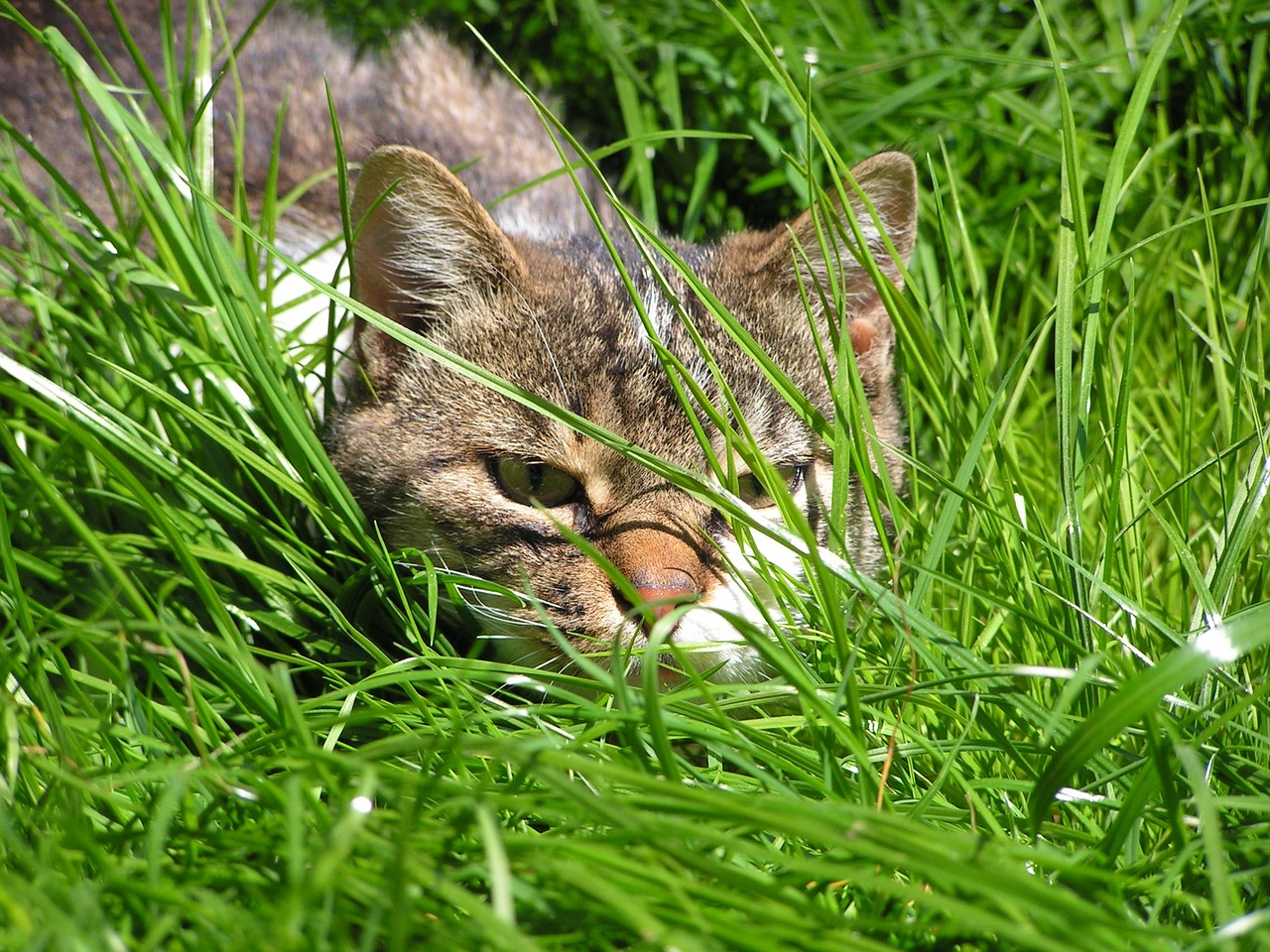 cat close-up of a cat muzzle cat free photo