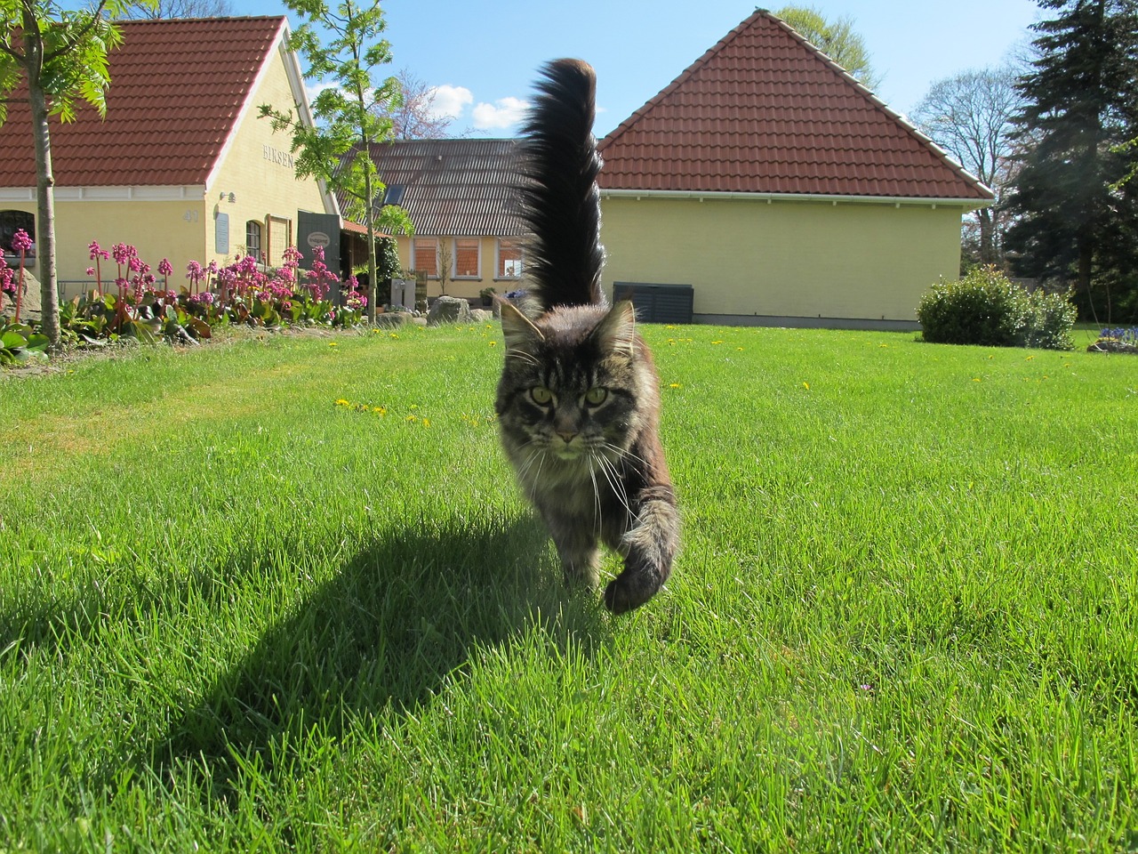 cat birkende farm shop birkende free photo