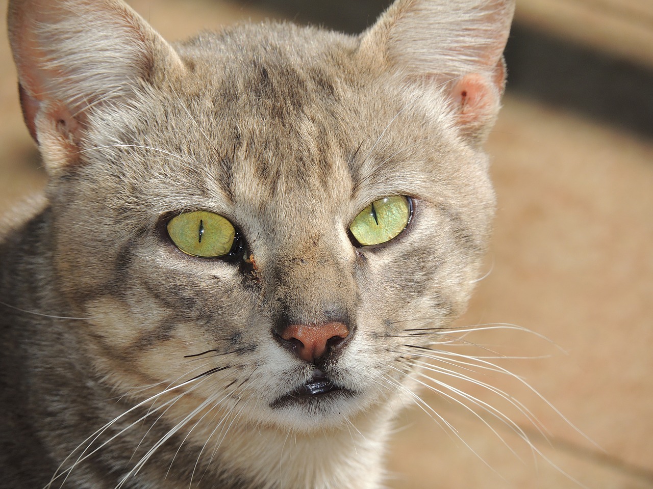 cat animal green eyes free photo