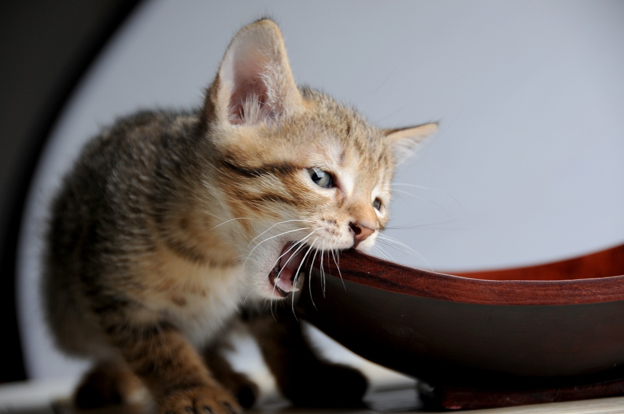 cat small cat curious free photo