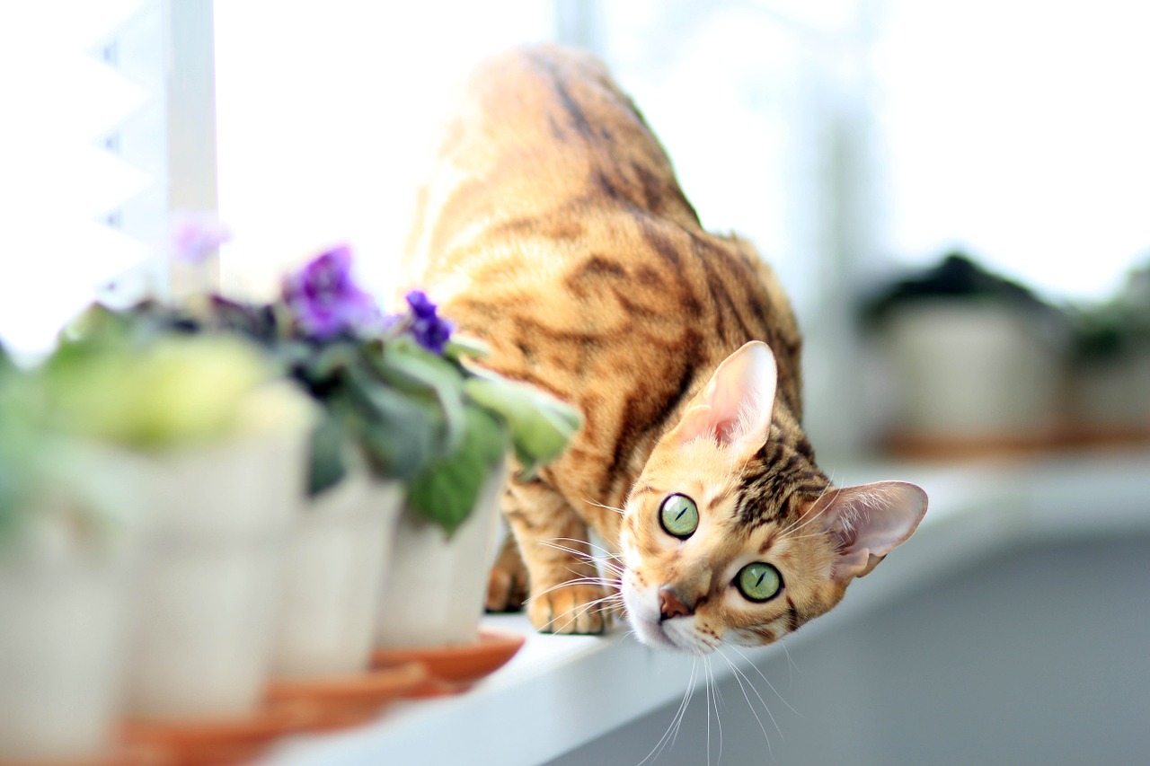 cat bengali on the windowsill free photo