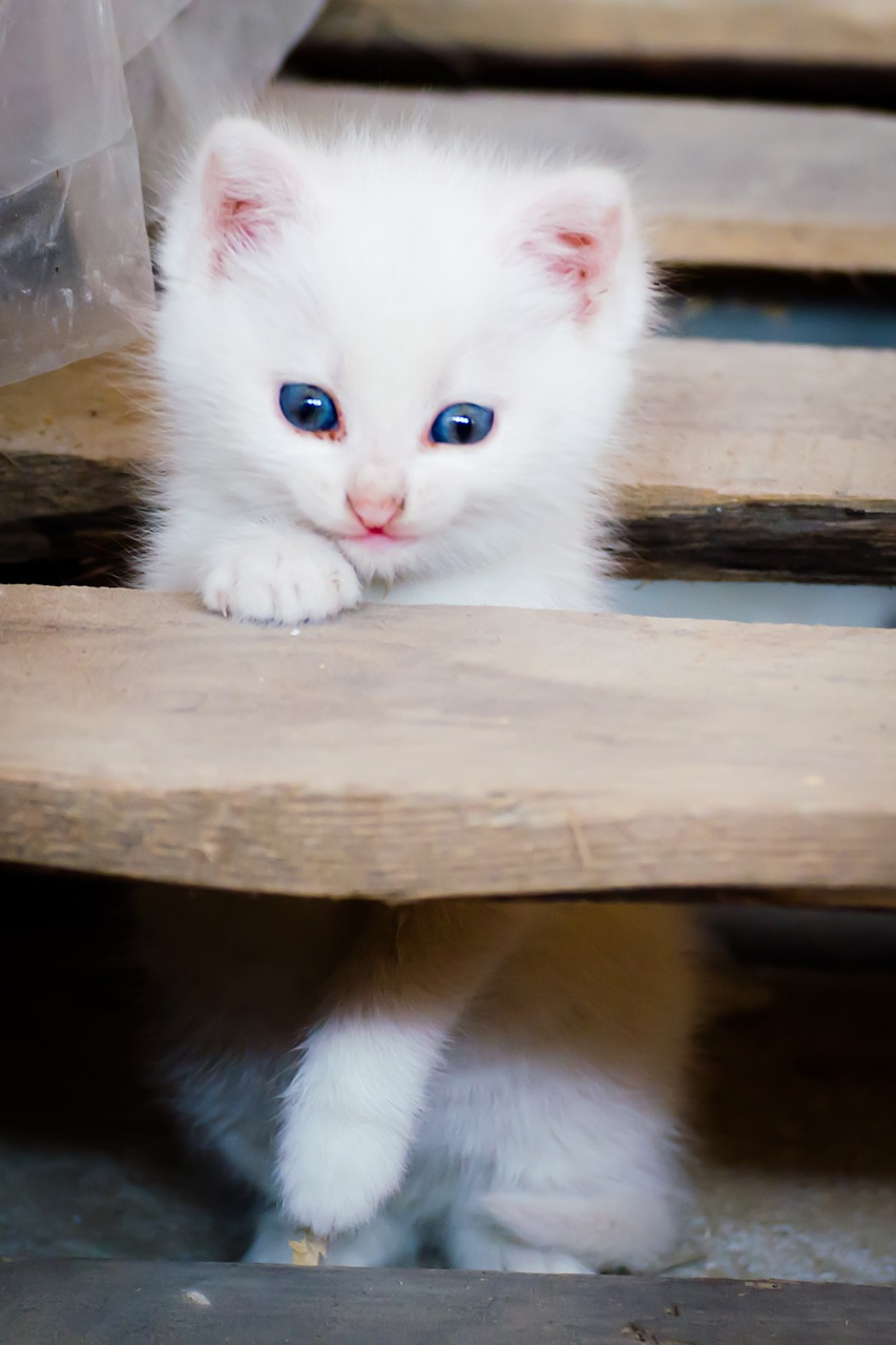 cat kitten toddler free photo