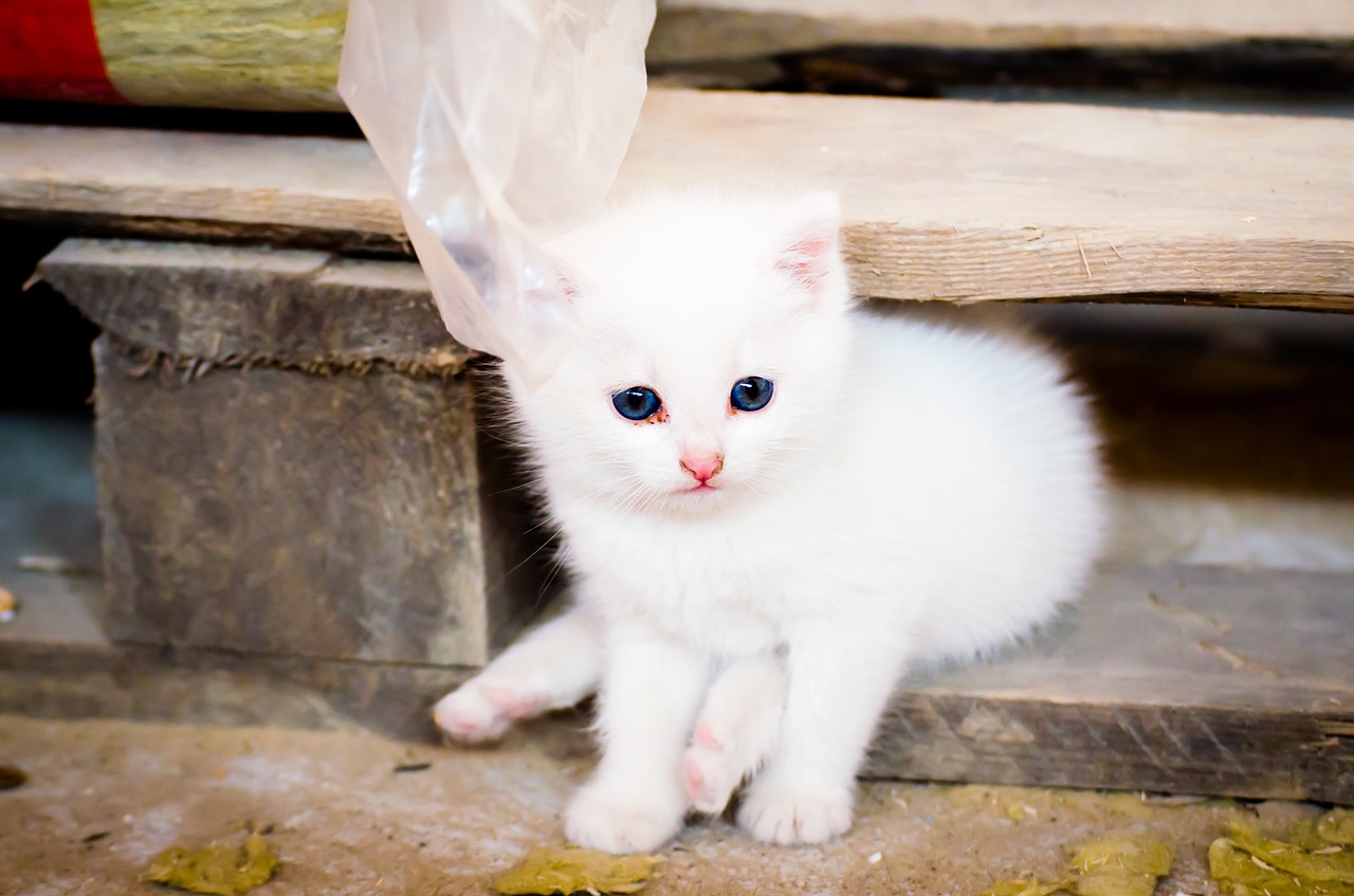 cat kitten toddler free photo