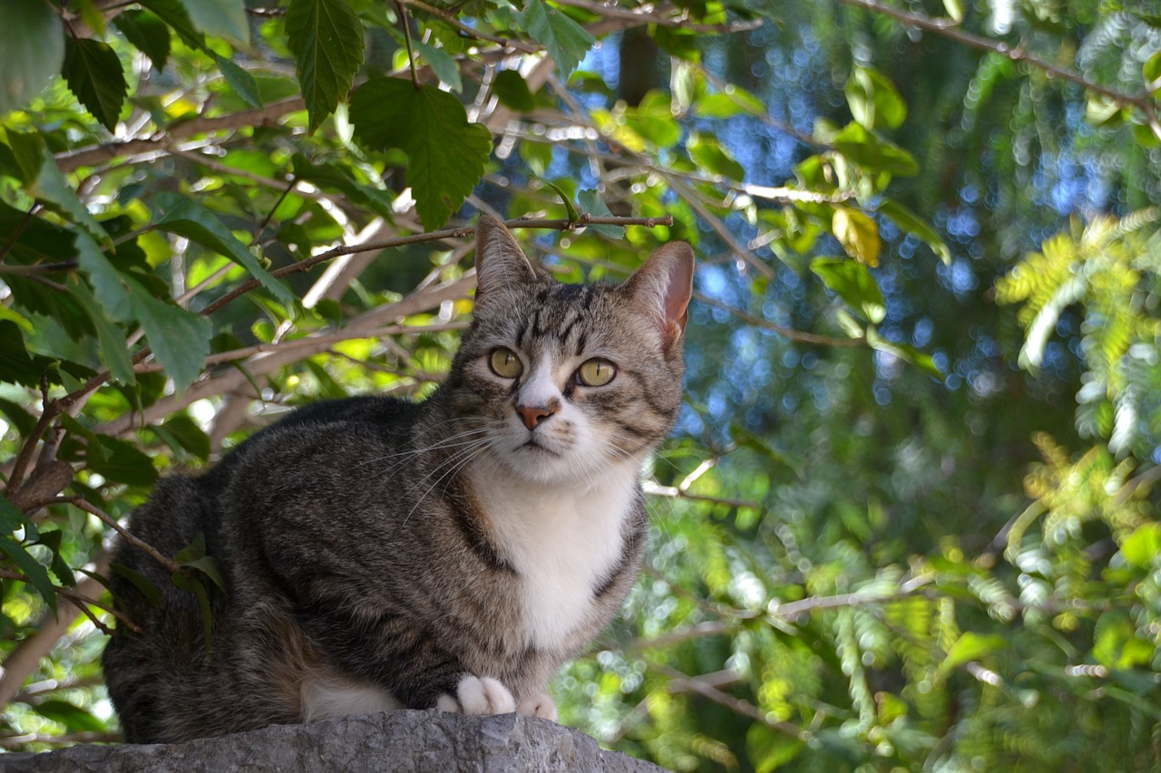 cat sitting attention free photo