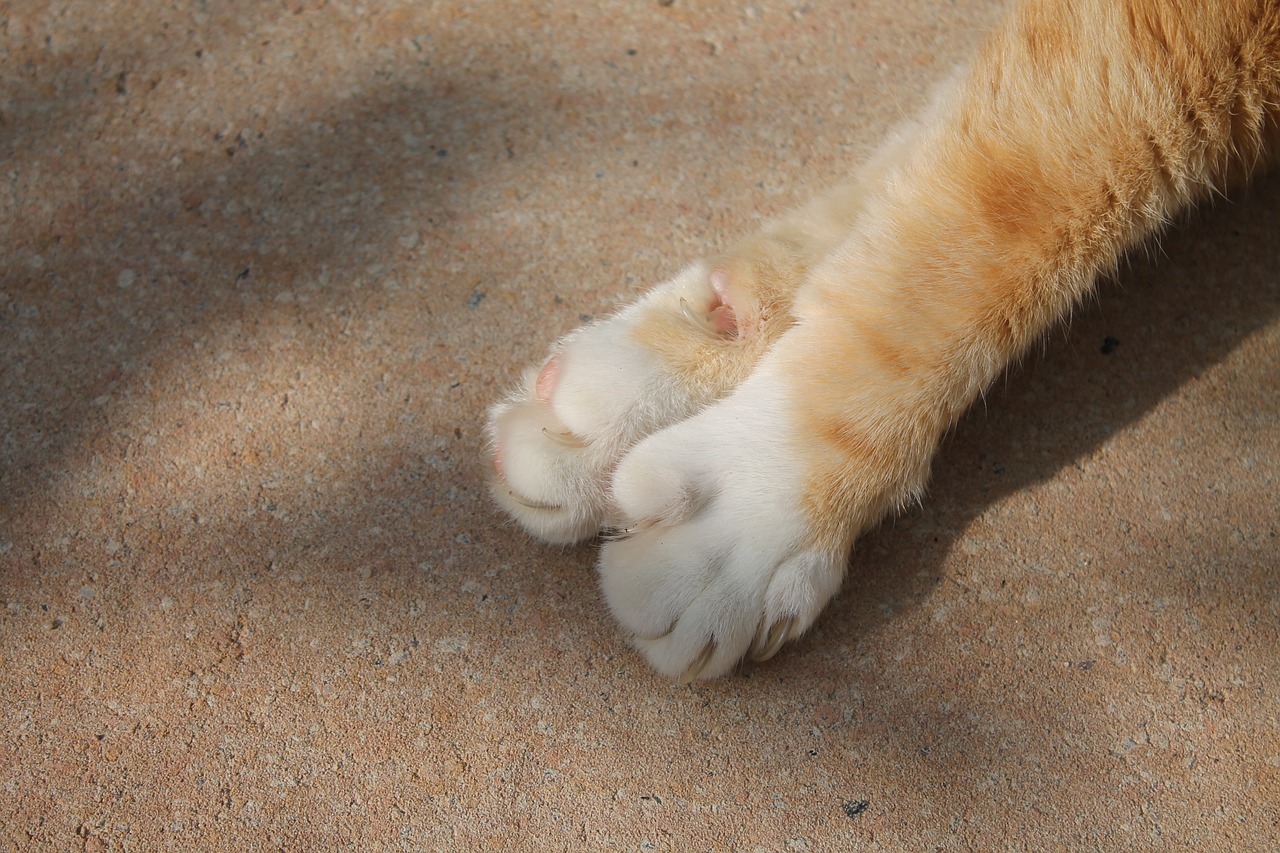 cat paws close free photo