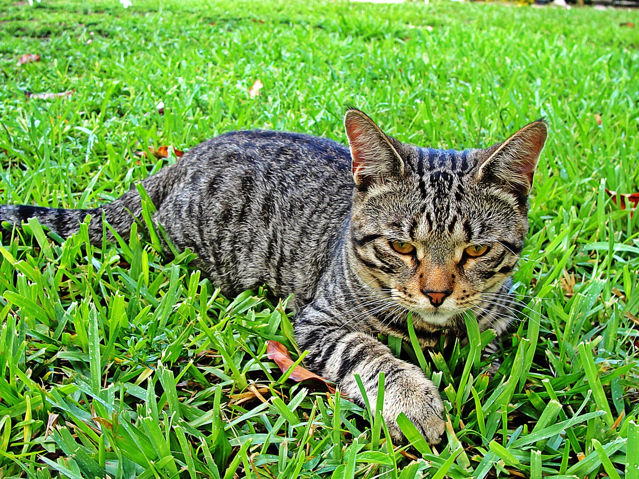 cat pet animal free photo