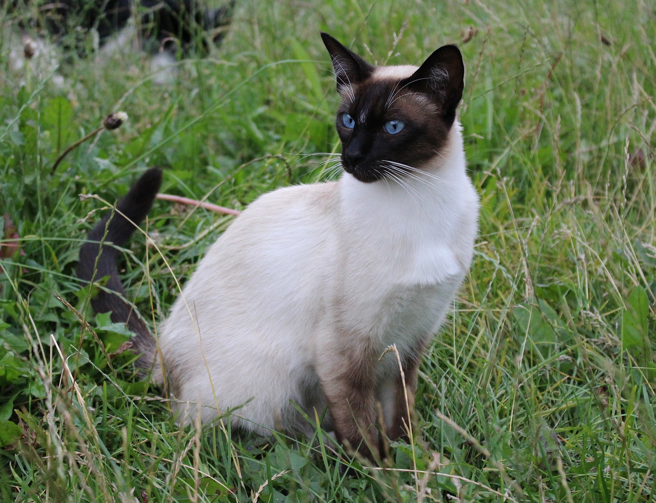 cat siamese cat domestic cat free photo