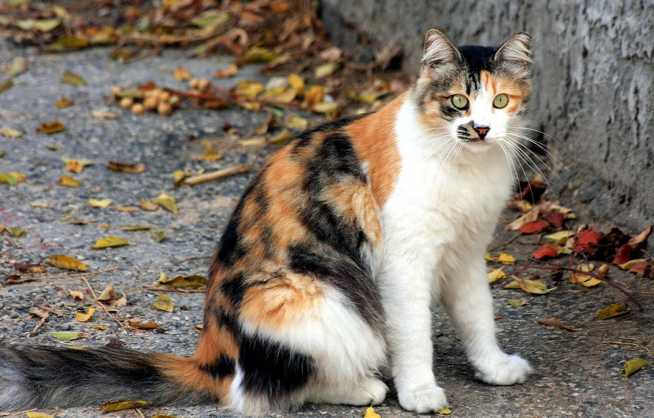 cat colorful street free photo
