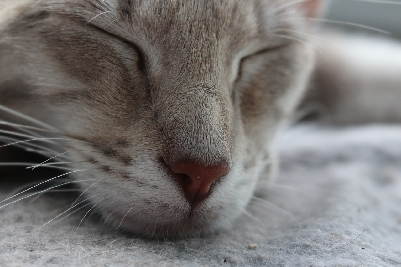 cat nose whiskers free photo