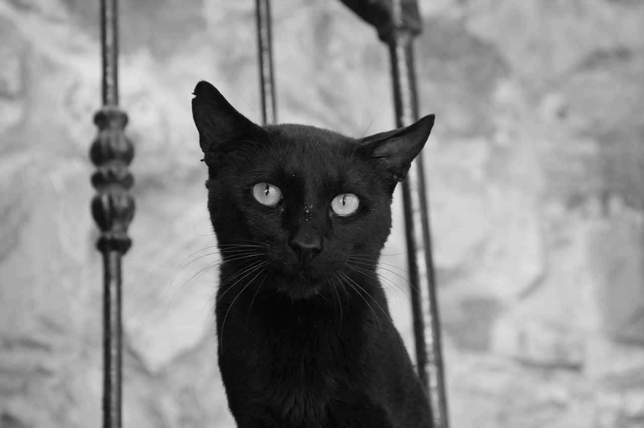 cat animals black and white free photo