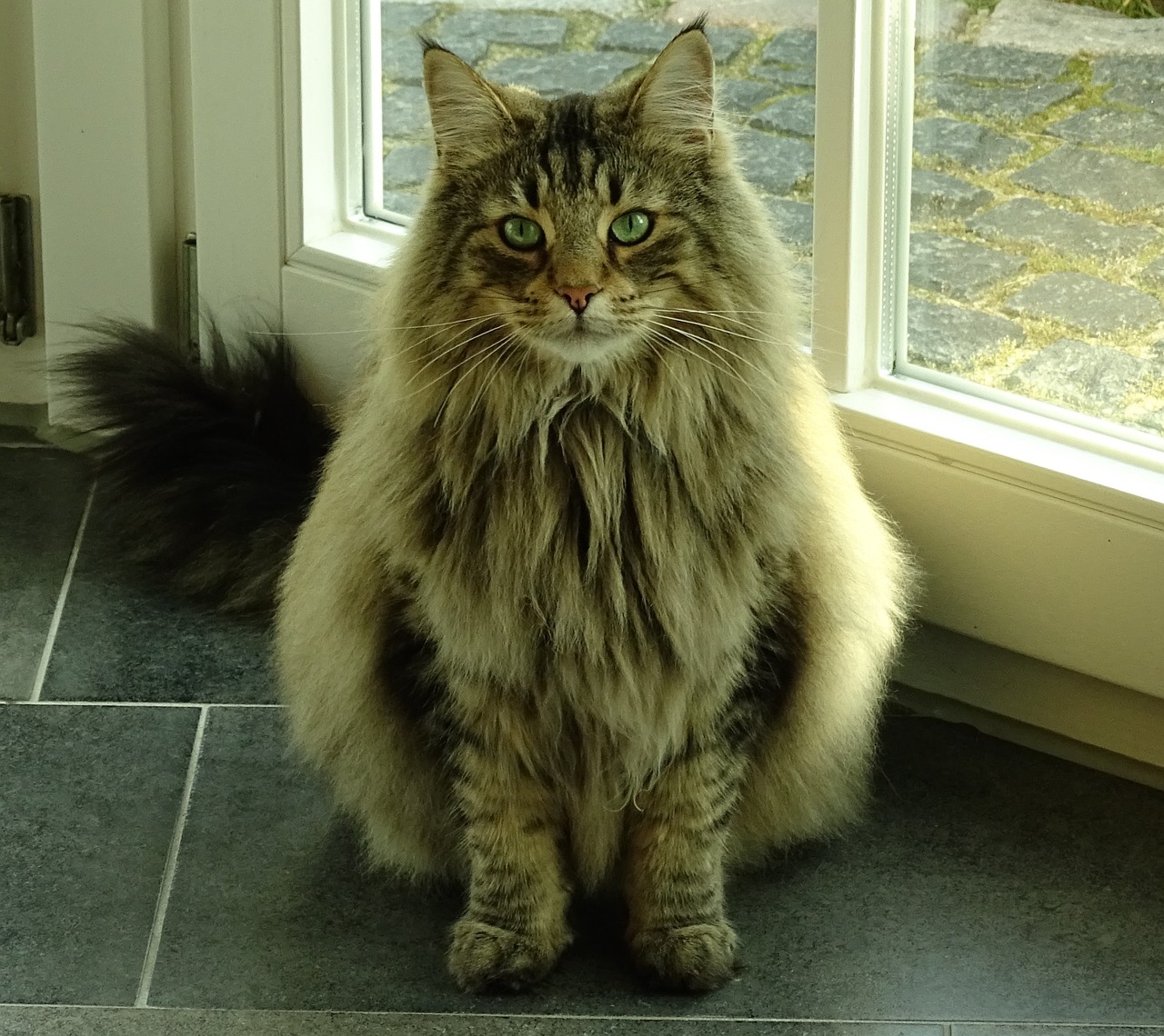 cat pet norwegian forest cat free photo