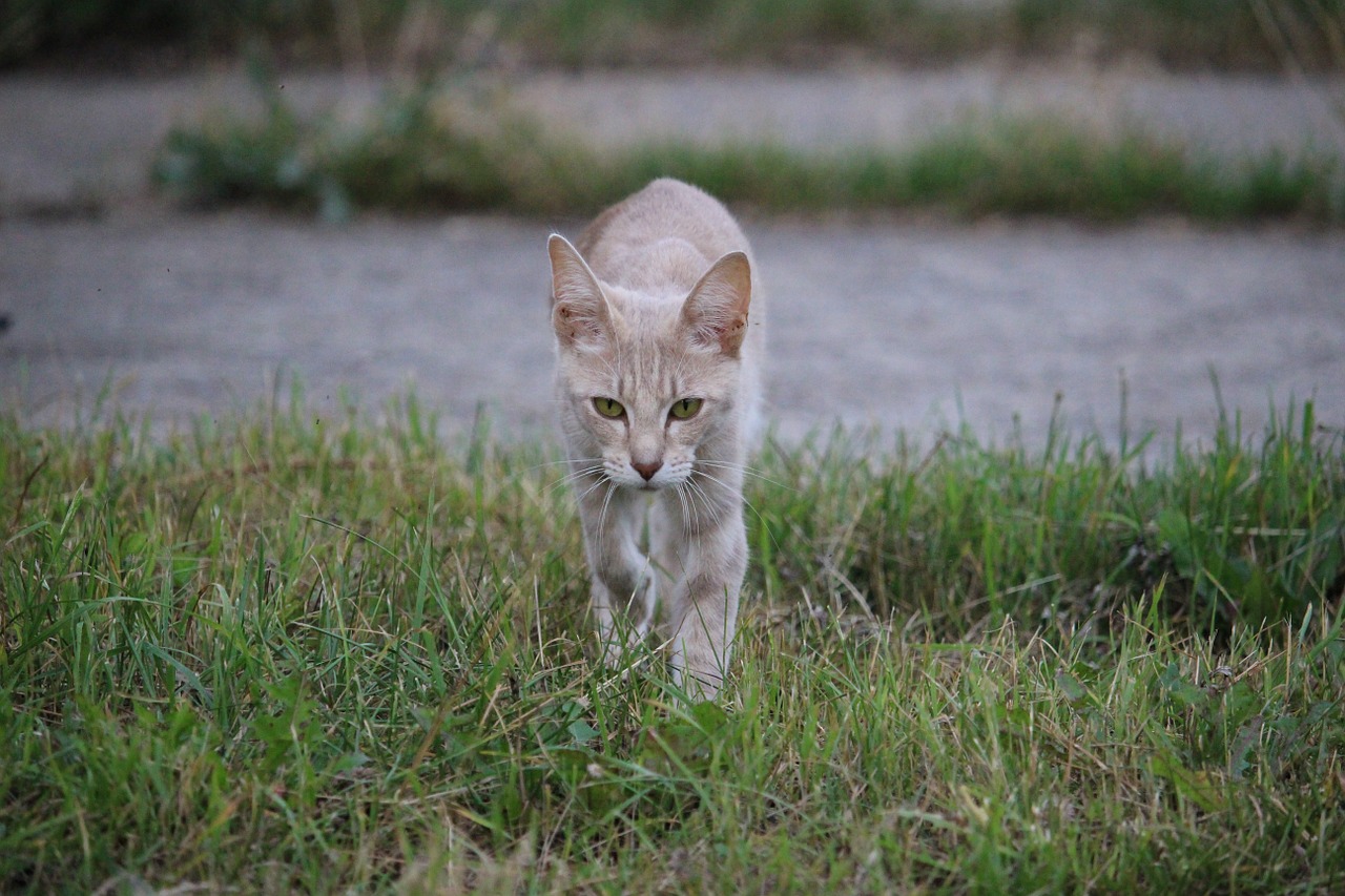 cat breed cat domestic cat free photo