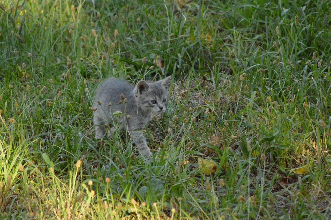 cat puppy gray free photo