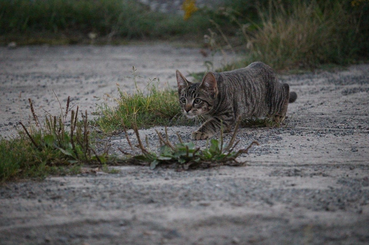 cat sneak up on hunting free photo