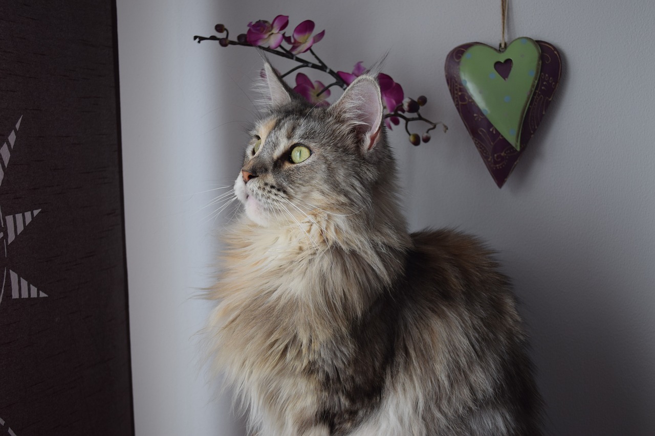cat main coon maine coon free photo