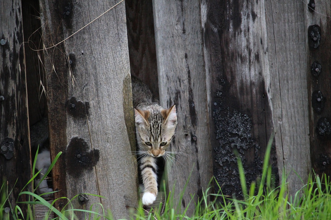 cat kitten cat baby free photo