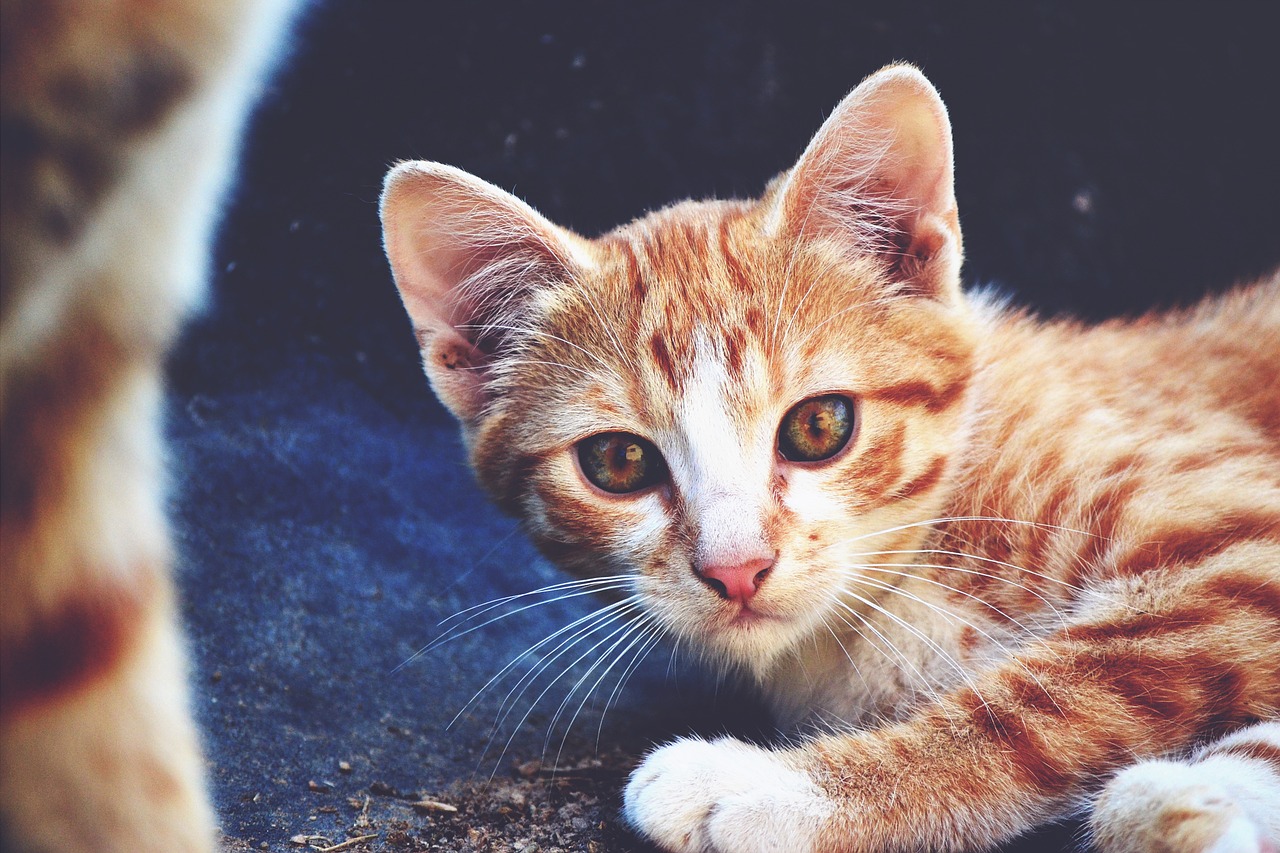 cat kitten redhead free photo