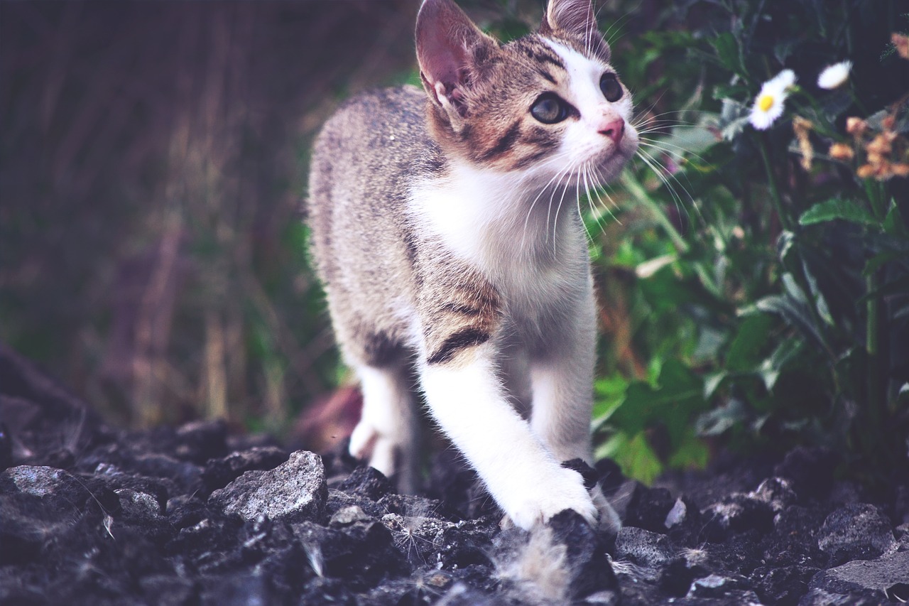 cat kitten rozkošné free photo