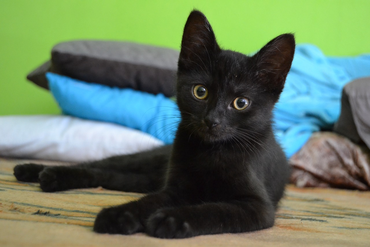 cat kitten black free photo