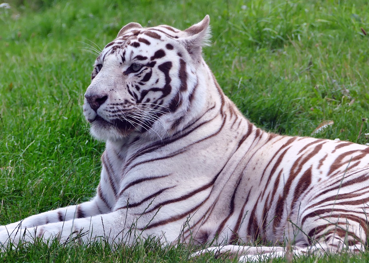 cat tiger white free photo