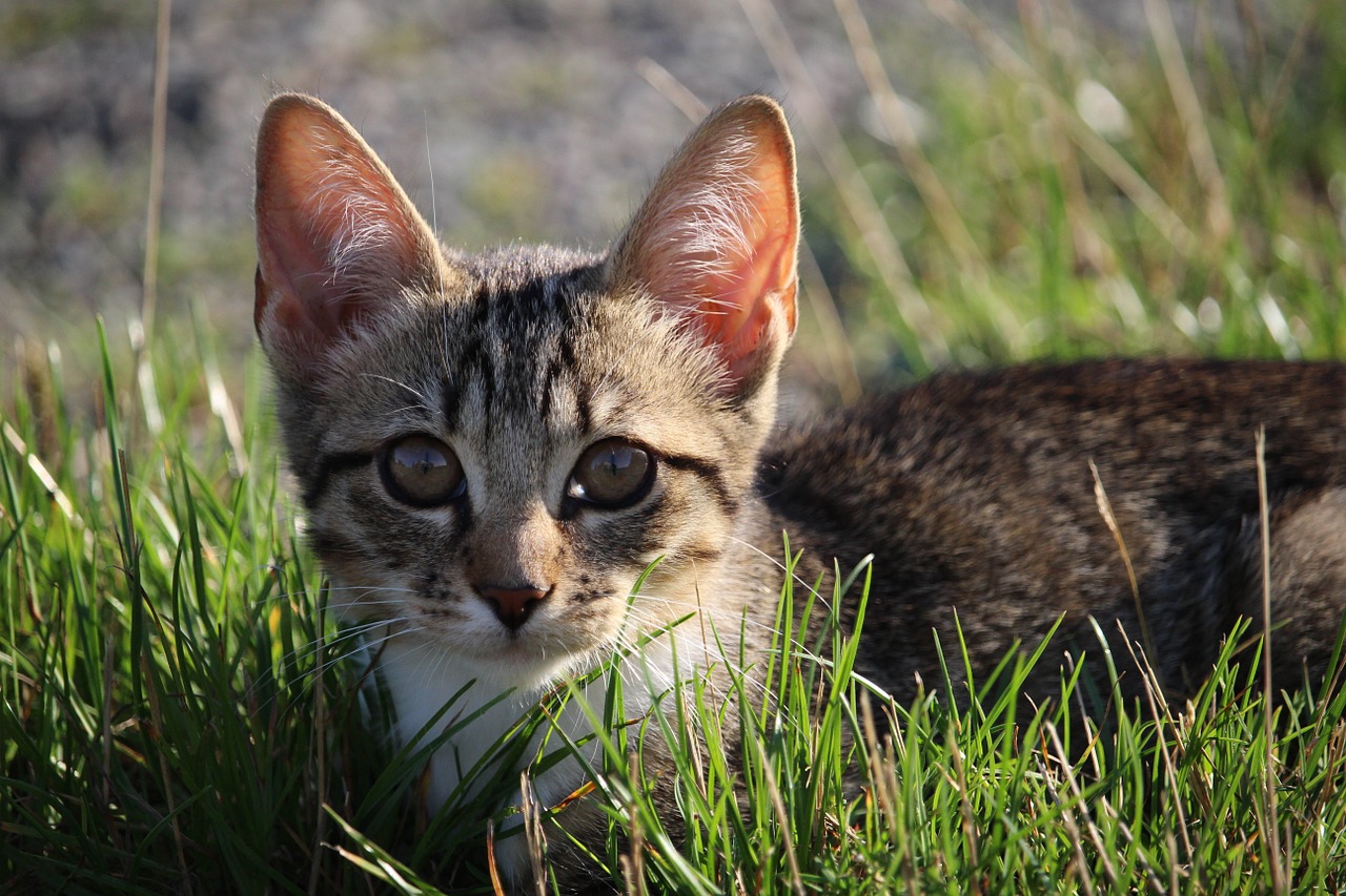 cat kitten cat baby free photo