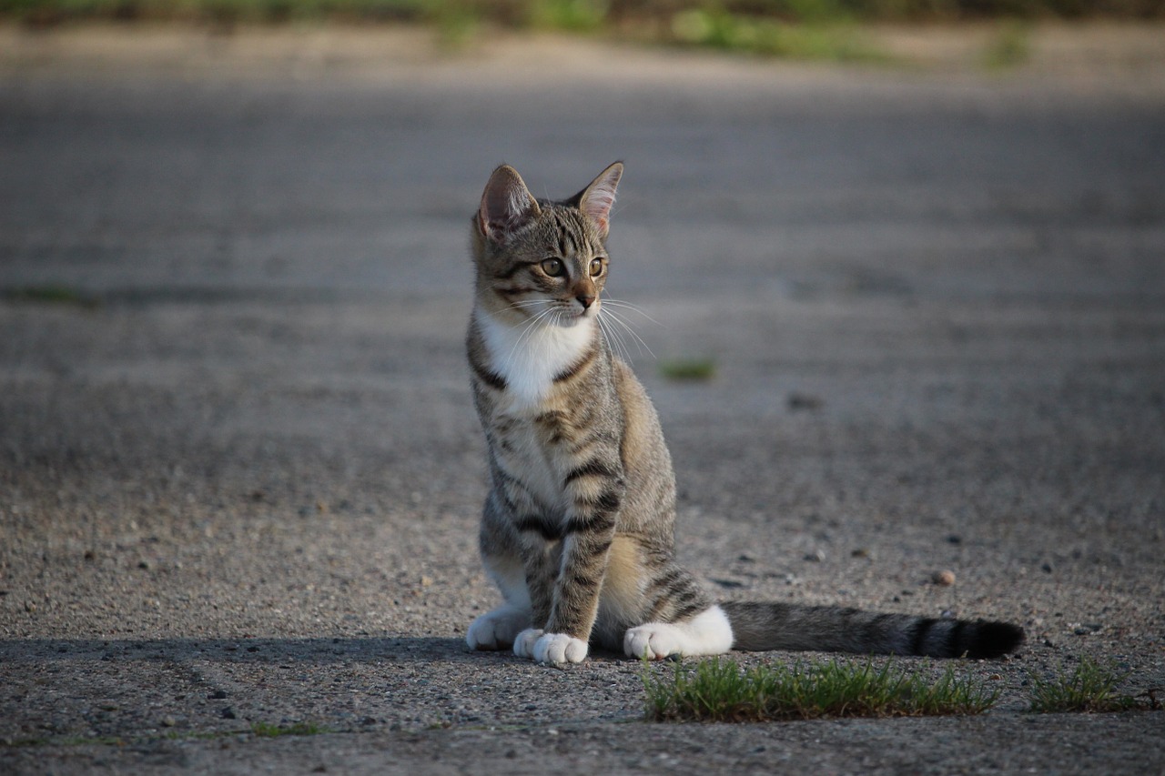 cat kitten cat baby free photo