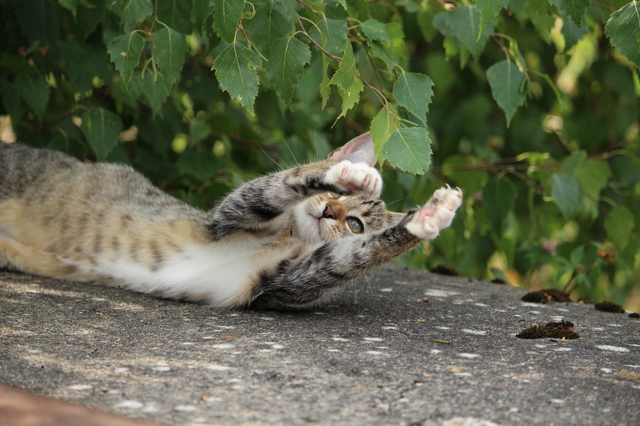 cat kitten cat baby free photo