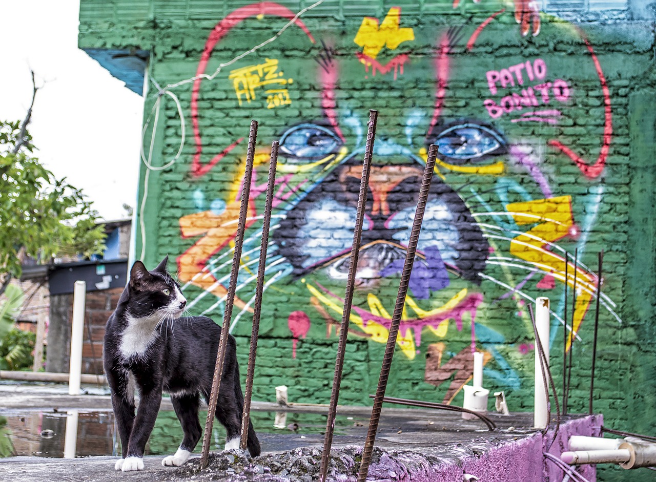 cat graffiti color free photo