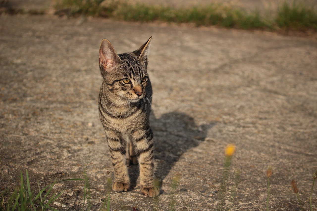 cat kitten cat baby free photo