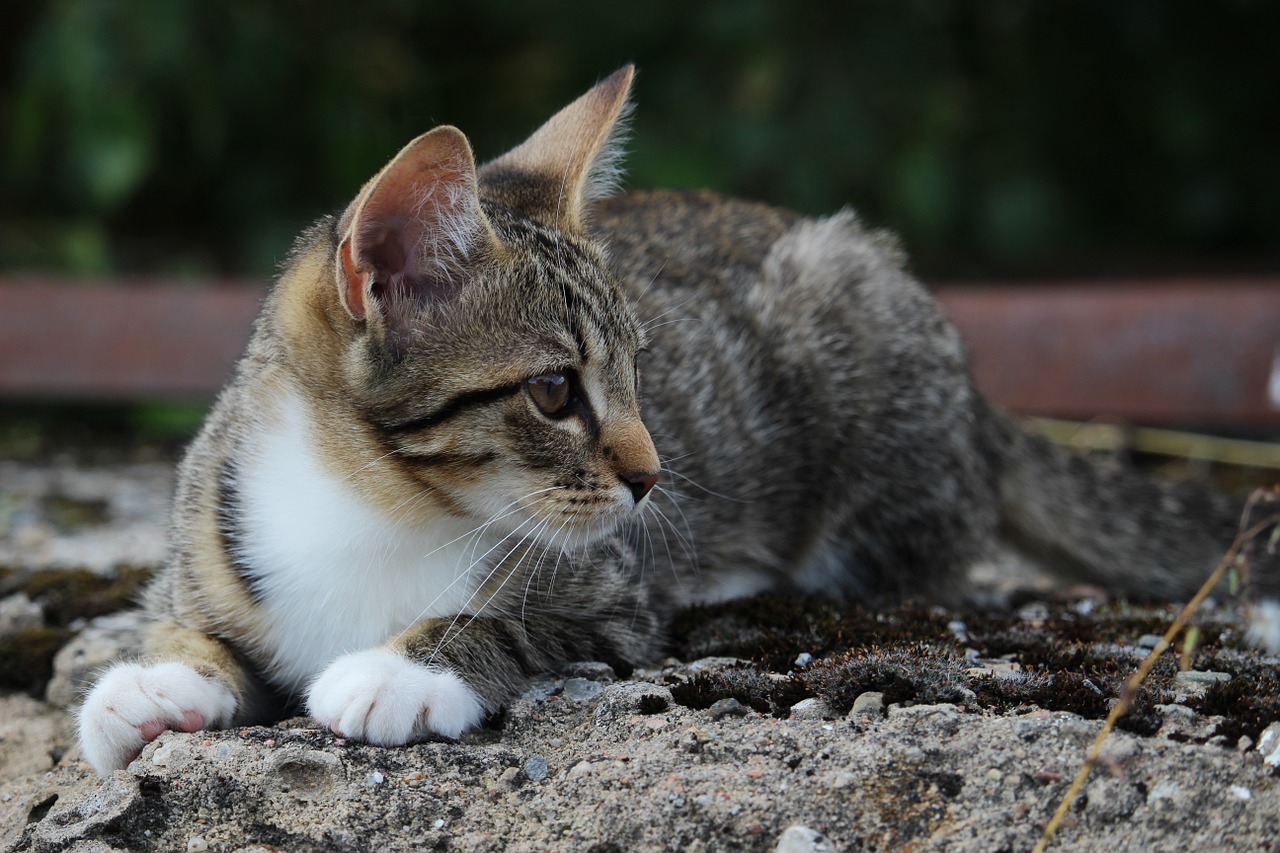 cat kitten cat baby free photo