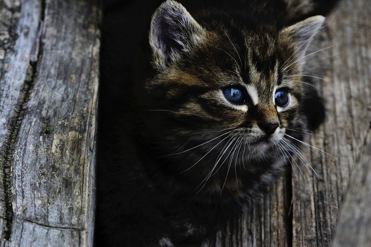 cat kitten rozkošné free photo