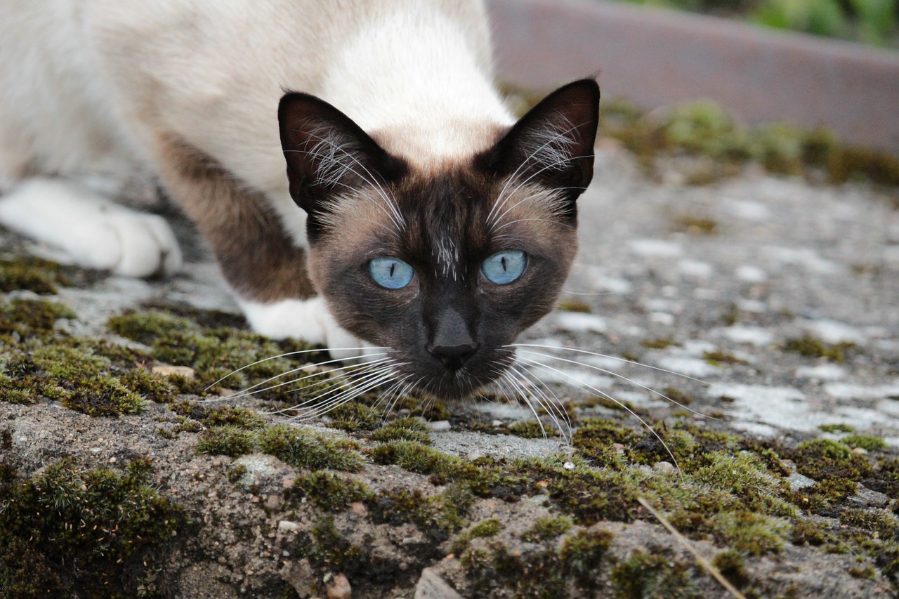 cat siamese cat cat's eyes free photo