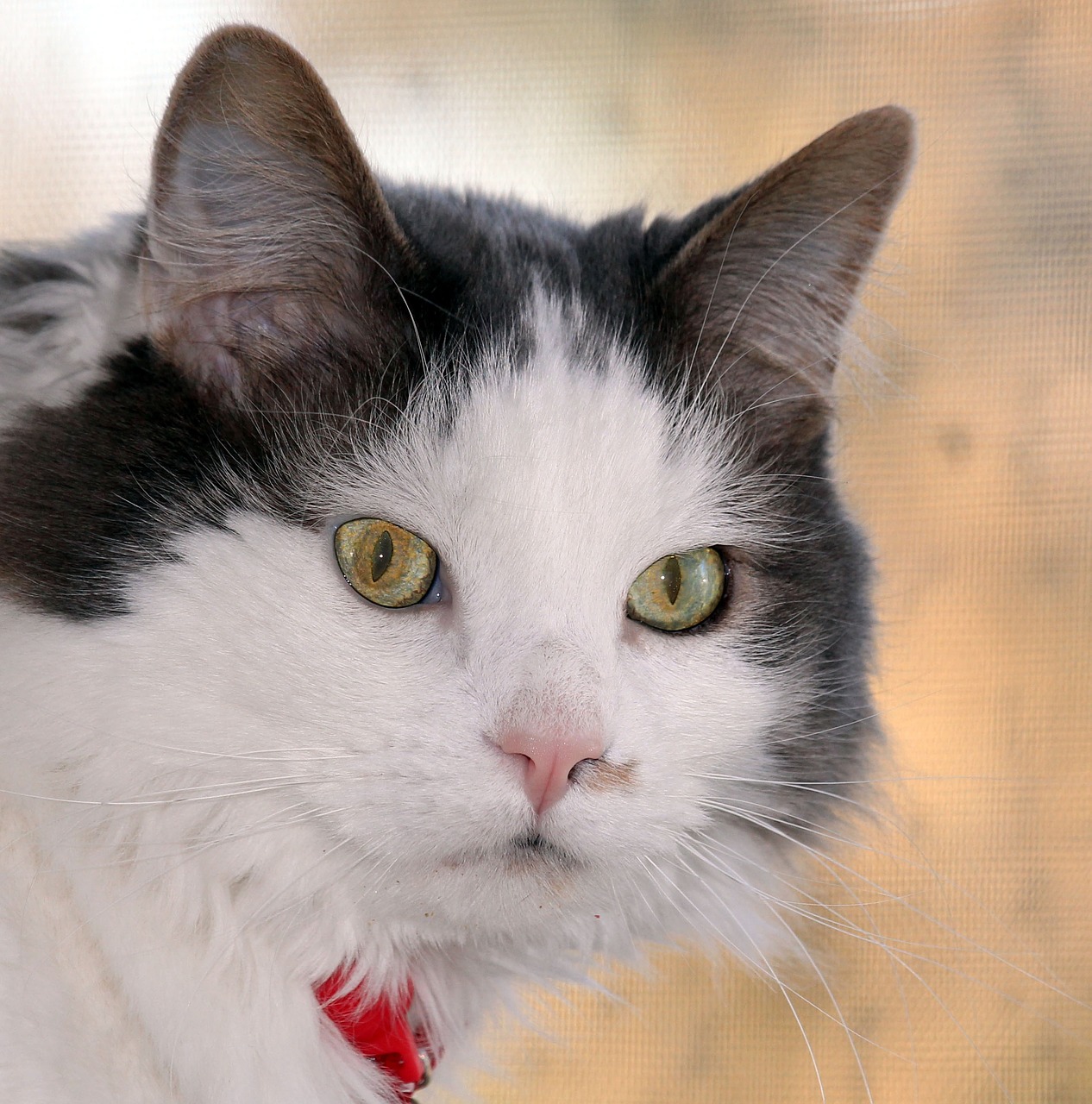 cat long hair rescue free photo