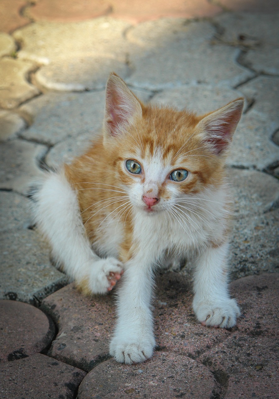 cat kitten kitty free photo