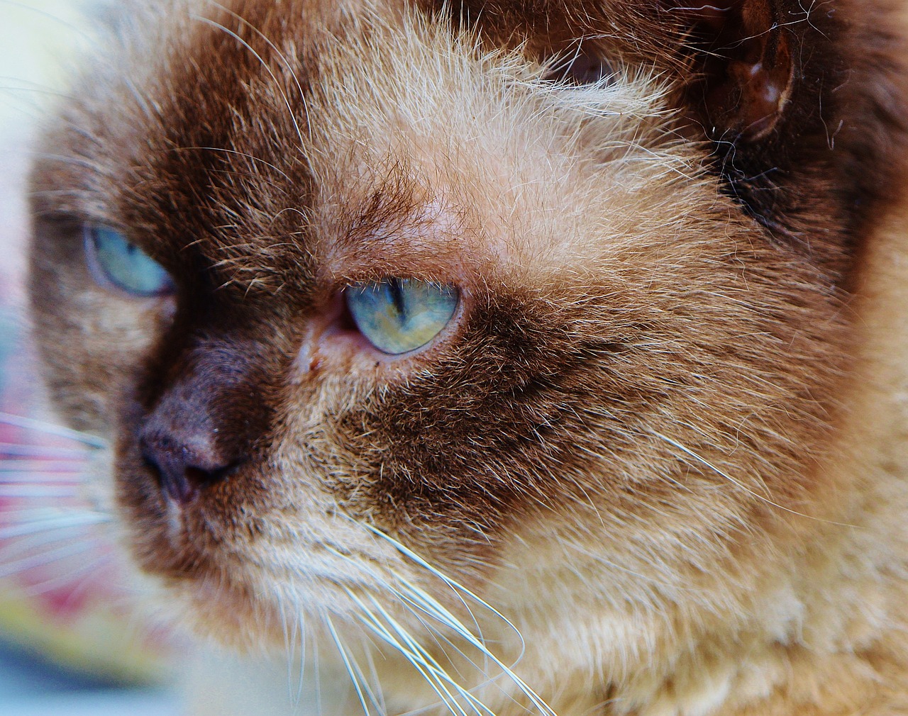 cat british shorthair mieze free photo